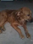 MEG