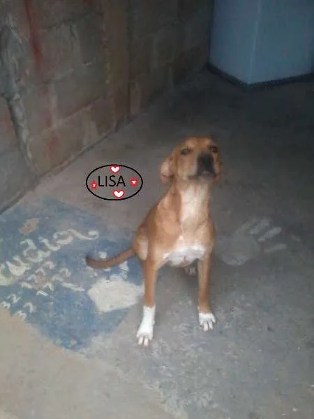 Cachorro ra a SRD idade 2 a 6 meses nome LISA
