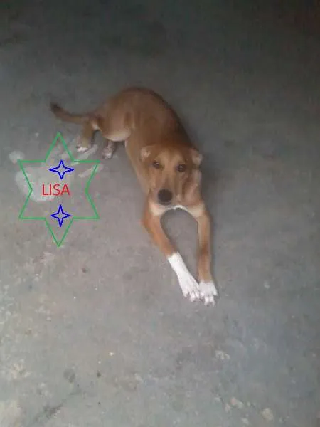 Cachorro ra a SRD idade 2 a 6 meses nome LISA