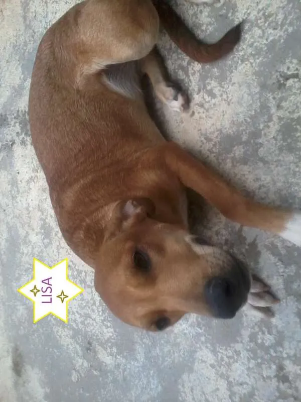 Cachorro ra a SRD idade 2 a 6 meses nome LISA