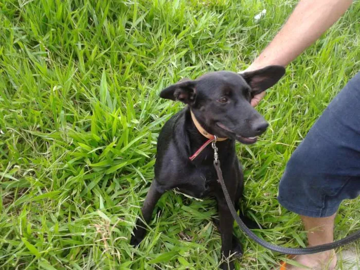 Cachorro ra a SRD idade 1 ano nome Pretinha