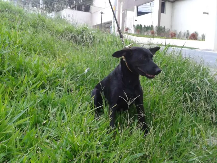 Cachorro ra a SRD idade 1 ano nome Pretinha