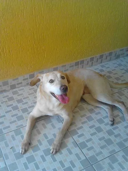 Cachorro ra a SRD idade 5 anos nome Não sabemos