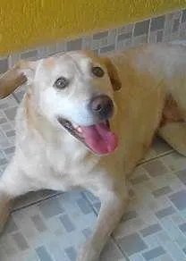 Cachorro ra a SRD idade 5 anos nome Não sabemos