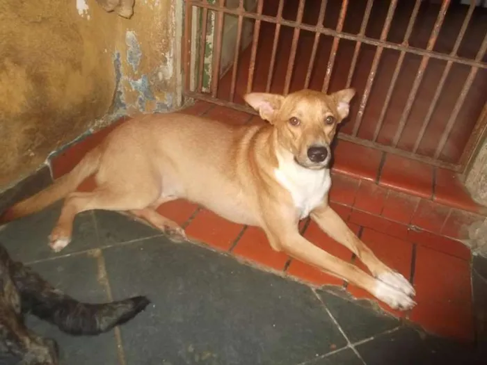 Cachorro ra a SRD idade 1 ano nome THOR