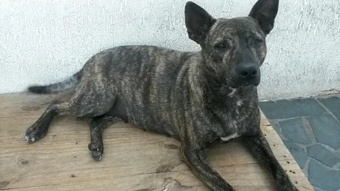 Cachorro ra a SRD idade 2 anos nome MEG