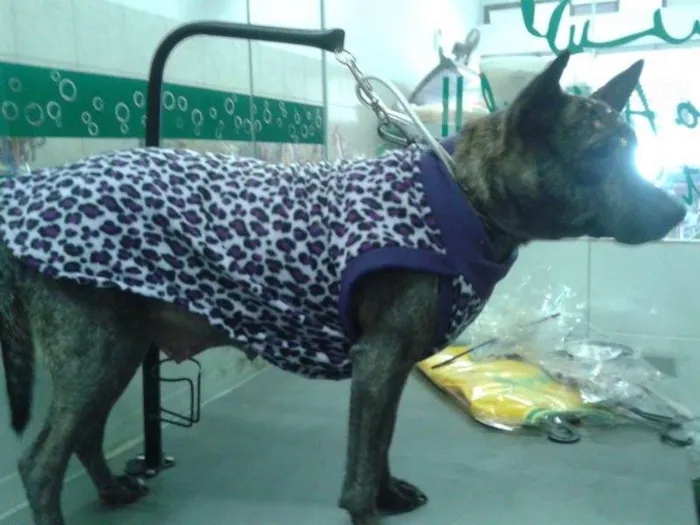 Cachorro ra a SRD idade 2 anos nome MEG