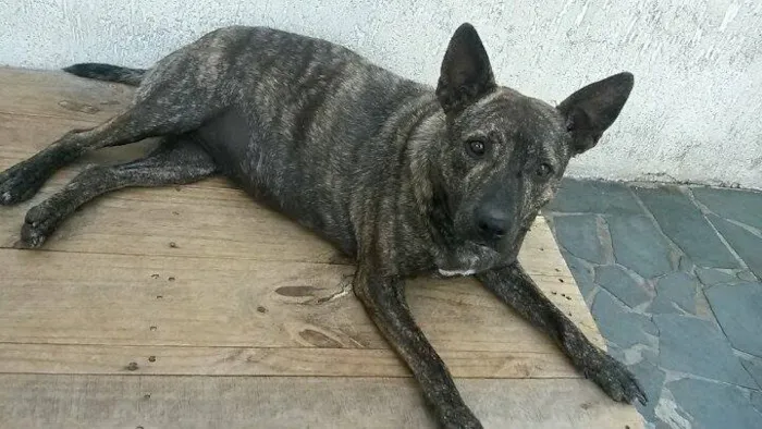 Cachorro ra a SRD idade 2 anos nome MEG