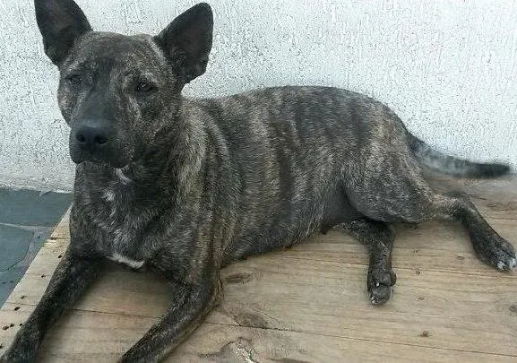 Cachorro ra a SRD idade 2 anos nome MEG