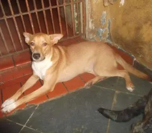 Cachorro raça SRD idade 1 ano nome THOR