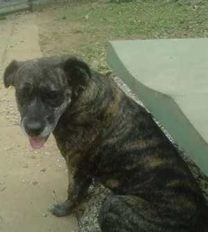 Cachorro raça SRD idade  nome Lua