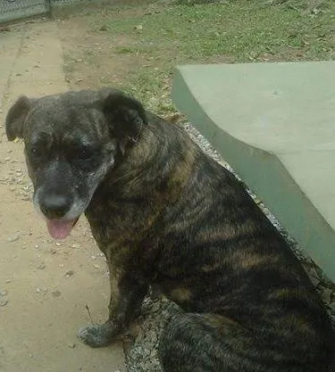 Cachorro raça SRD idade  nome Lua