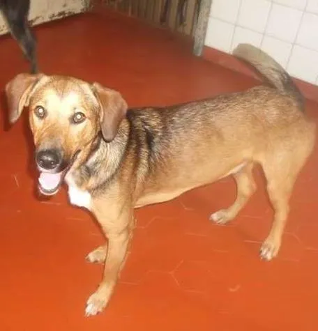 Cachorro raça SRD idade 1 ano nome APOLO