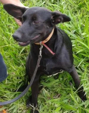 Cachorro raça SRD idade 1 ano nome Pretinha