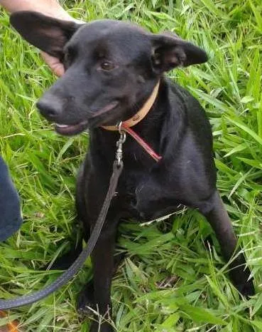 Cachorro ra a SRD idade 1 ano nome Pretinha