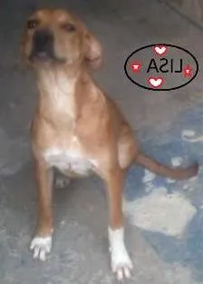 Cachorro ra a SRD idade 2 a 6 meses nome LISA
