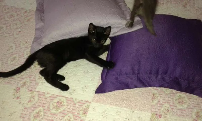 Gato ra a SRD idade 2 a 6 meses nome ROMEU