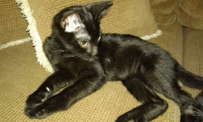 Gato ra a SRD idade 2 a 6 meses nome ROMEU