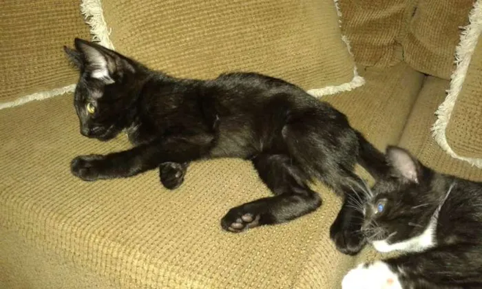 Gato ra a SRD idade 2 a 6 meses nome ROMEU