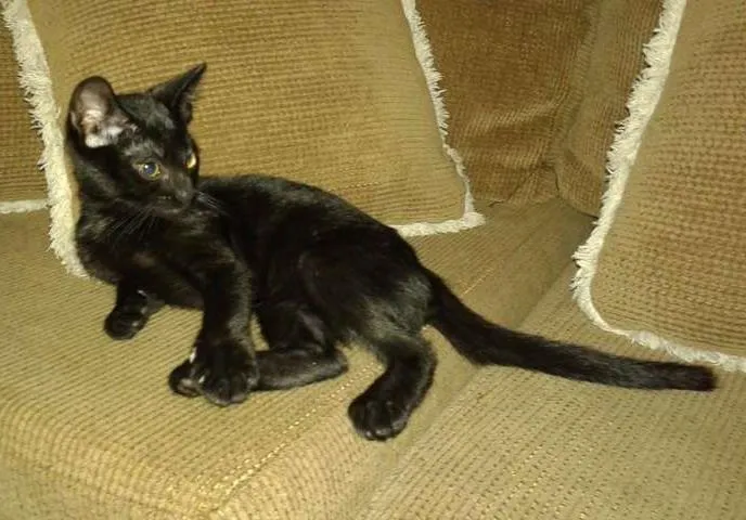Gato ra a SRD idade 2 a 6 meses nome ROMEU