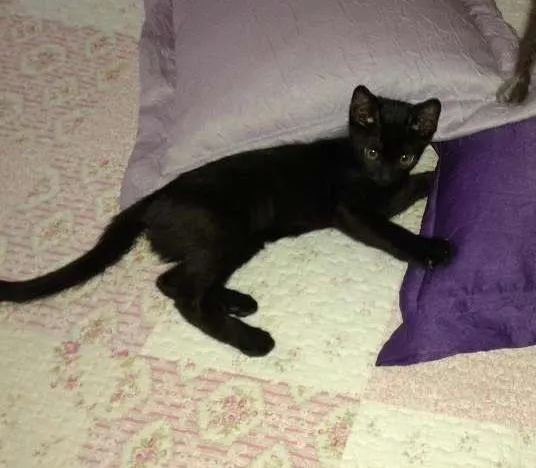 Gato ra a SRD idade 2 a 6 meses nome ROMEU