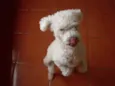 totó