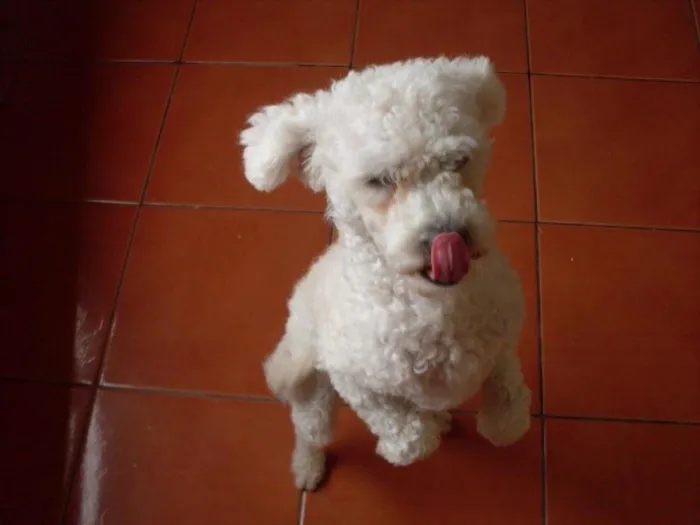 Cachorro ra a Poodle idade 3 anos nome totó