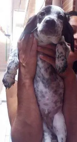 Cachorro raça SRD idade 2 a 6 meses nome Esperando você dar 