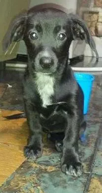 Cachorro ra a SRD idade 2 a 6 meses nome Esperando você dar 