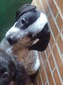 Cachorro ra a SRD idade 2 a 6 meses nome Esperando você dar 