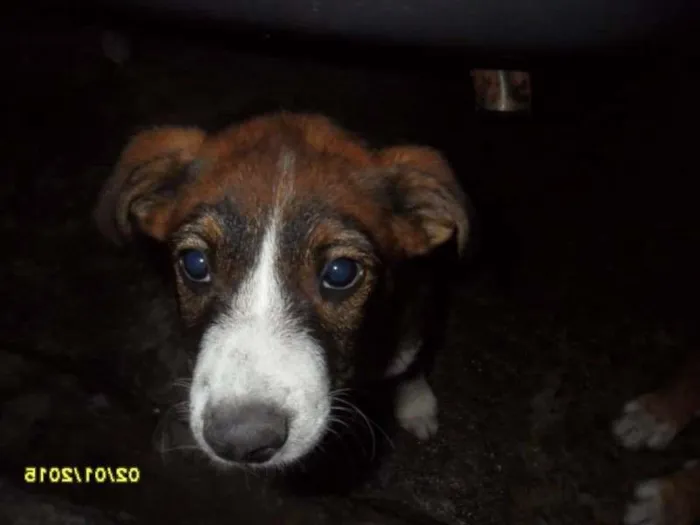 Cachorro ra a SRD idade 2 a 6 meses nome Filhotinha