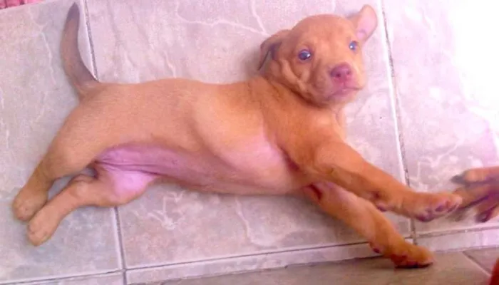 Cachorro ra a  idade Abaixo de 2 meses nome filhotes femeas