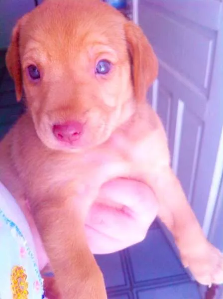 Cachorro ra a  idade Abaixo de 2 meses nome filhotes femeas