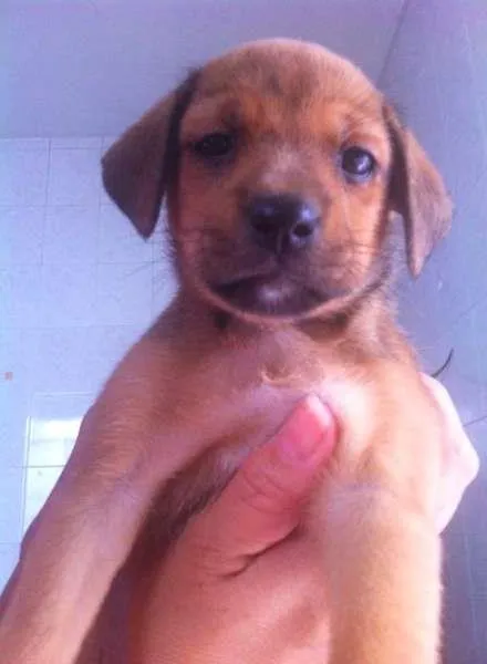 Cachorro ra a  idade Abaixo de 2 meses nome filhotes femeas