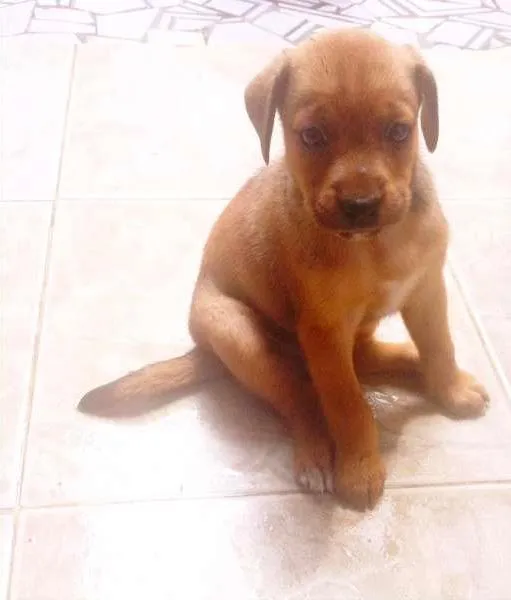 Cachorro ra a  idade Abaixo de 2 meses nome filhotes femeas