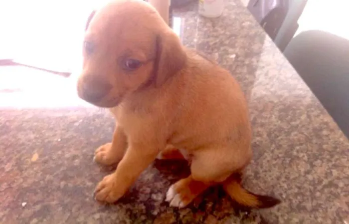 Cachorro ra a  idade Abaixo de 2 meses nome filhotes femeas