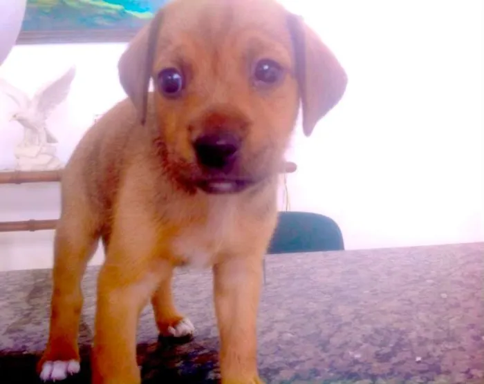 Cachorro ra a  idade Abaixo de 2 meses nome filhotes femeas