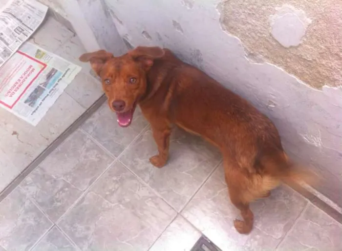 Cachorro ra a  idade 1 ano nome Tutti