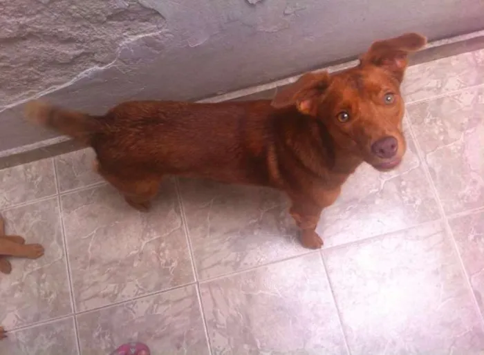 Cachorro ra a  idade 1 ano nome Tutti
