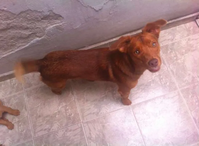 Cachorro ra a  idade 1 ano nome Tutti