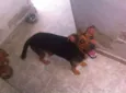 Lila