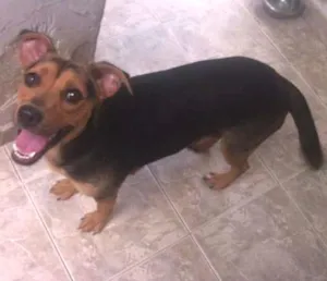 Cachorro raça  idade 1 ano nome Lila