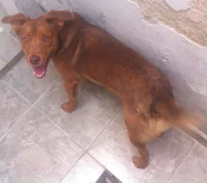 Cachorro raça  idade 1 ano nome Tutti