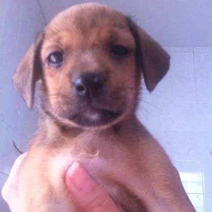 Cachorro ra a  idade Abaixo de 2 meses nome filhotes femeas