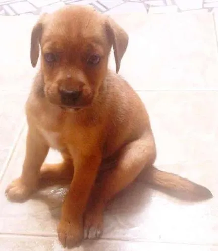 Cachorro ra a  idade Abaixo de 2 meses nome filhotes femeas