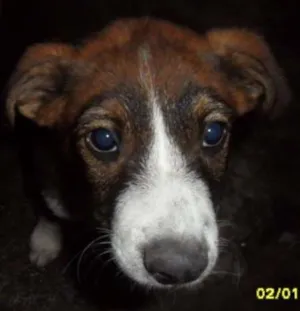 Cachorro raça SRD idade 2 a 6 meses nome Filhotinha