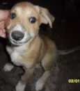 Filhotinho