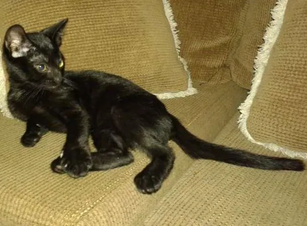Gato ra a SRD idade 2 a 6 meses nome ROMEU