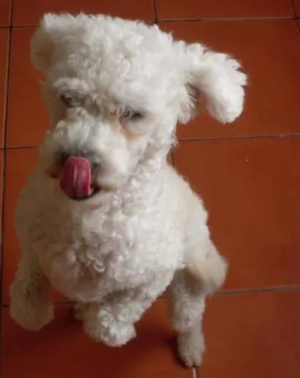 Cachorro ra a Poodle idade 3 anos nome totó