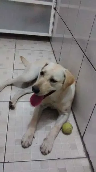 Cachorro ra a labrador idade 7 a 11 meses nome Encontrado em rua 